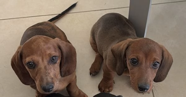 Cuccioli bassotti nani pelo corto  | Foto 0