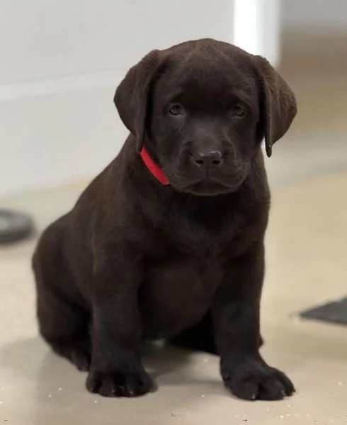 Cuccioli di Labrador Retriever maschi e femmine pronti per la loro nuova casa.