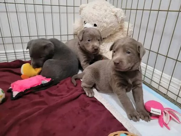 Cuccioli di Labrador Retriever maschi e femmine pronti per la loro nuova casa. | Foto 0
