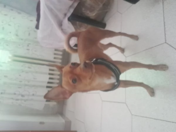 Pinscher maschio pronto  per accoppiamento (BARI)