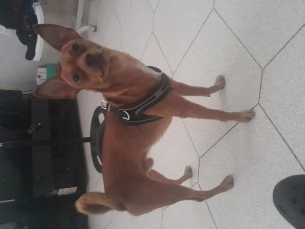 Pinscher maschio pronto  per accoppiamento (BARI) | Foto 1