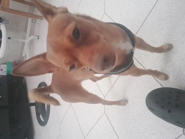 Pinscher maschio pronto  per accoppiamento (BARI) | Foto 0
