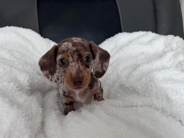 Cuccioli di bassotto | Foto 1