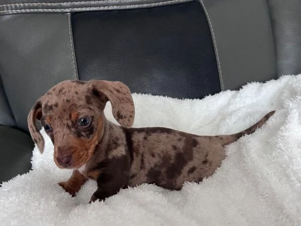 Cuccioli di bassotto | Foto 0