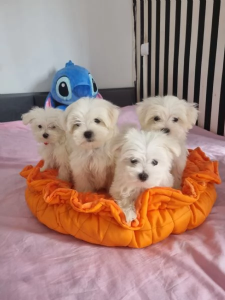 Splendidi cuccioli di maltese in adozione | Foto 6