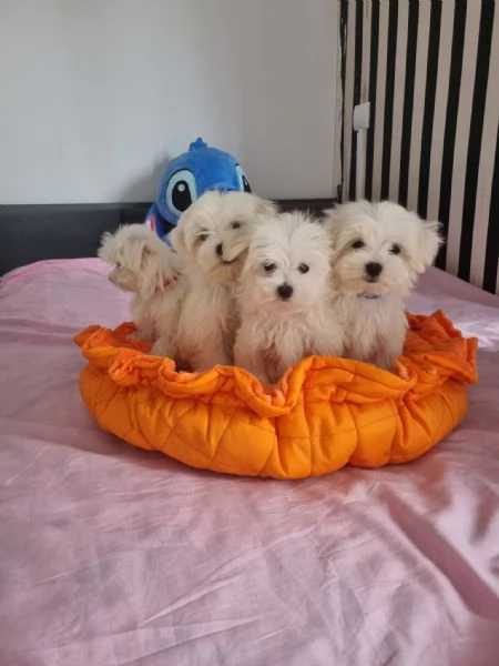 Splendidi cuccioli di maltese in adozione | Foto 5