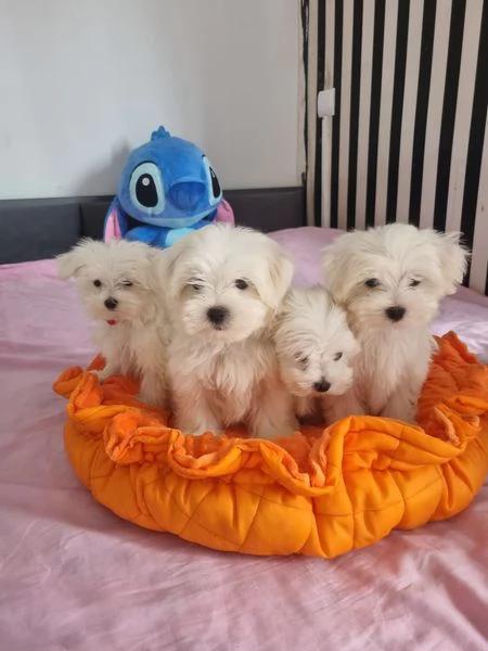 Splendidi cuccioli di maltese in adozione