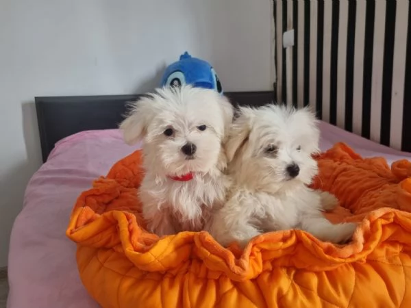Splendidi cuccioli di maltese in adozione | Foto 4
