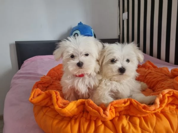 Splendidi cuccioli di maltese in adozione | Foto 2