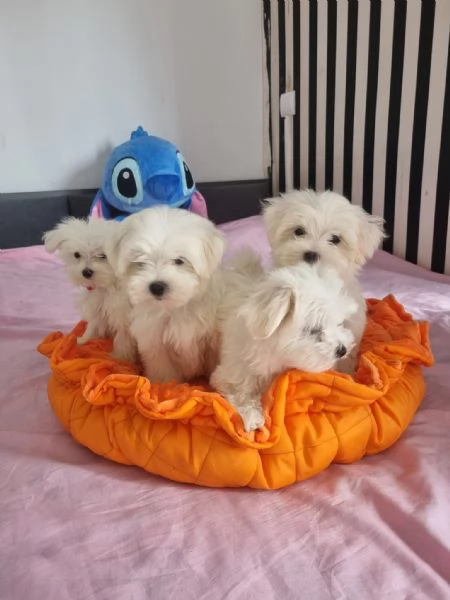 Splendidi cuccioli di maltese in adozione | Foto 1