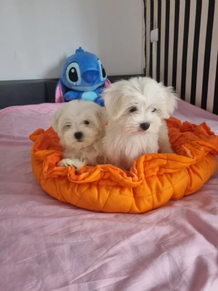 Splendidi cuccioli di maltese in adozione | Foto 0