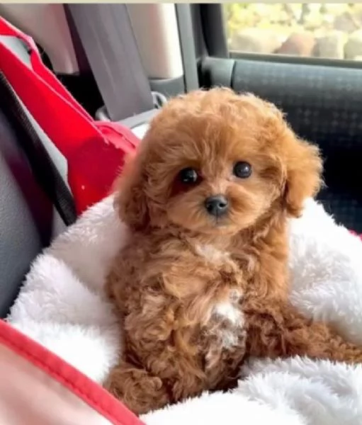 Barboncino (cuccioli maschio e femmina) | Foto 0