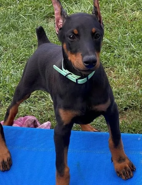Rottweiler (cuccioli maschio e femmina)