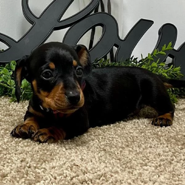 Rottweiler (cuccioli maschio e femmina) | Foto 0