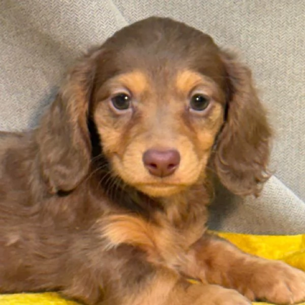 Bassotto (cuccioli maschio e femmina)