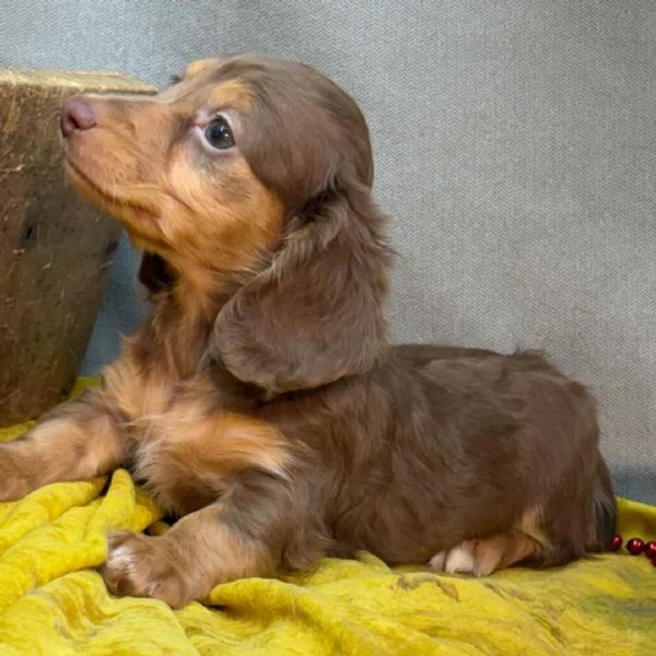 Bassotto (cuccioli maschio e femmina) | Foto 0