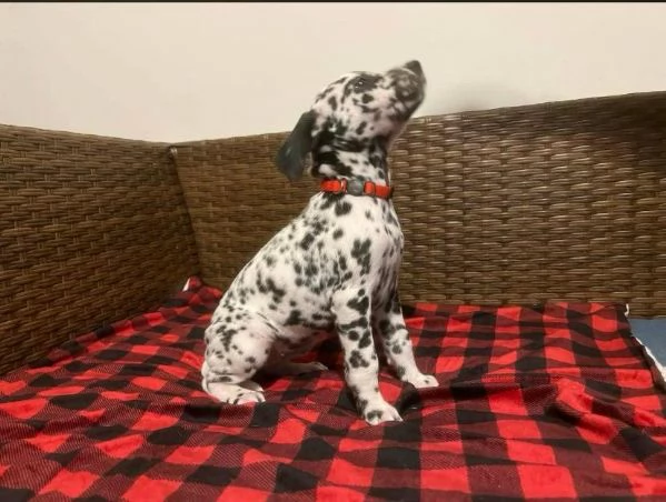 Dalmatian (cuccioli maschio e femmina) | Foto 0