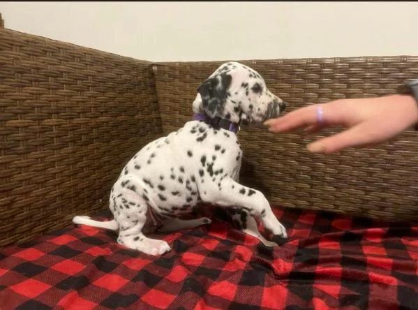Dalmatian (cuccioli maschio e femmina)