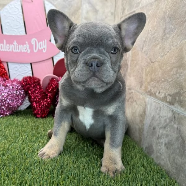 Bulldog Francese (cuccioli maschio e femmina)
