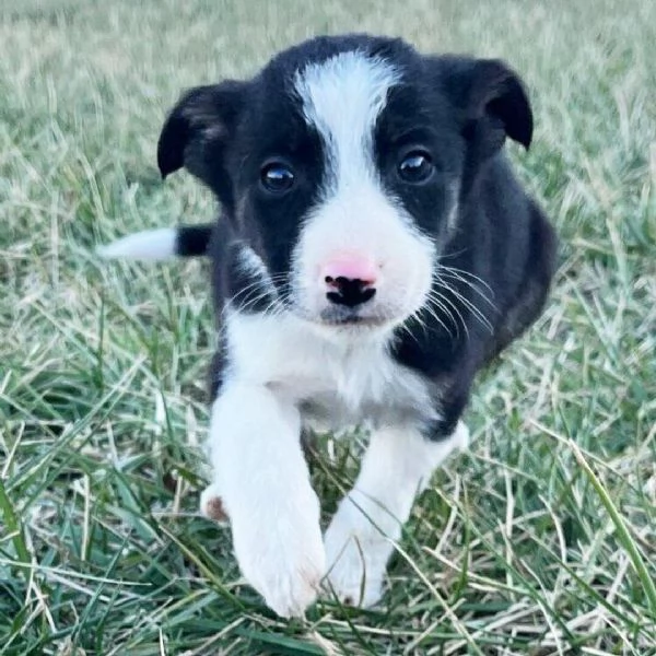 Border collie (cuccioli maschio e femmina) | Foto 0