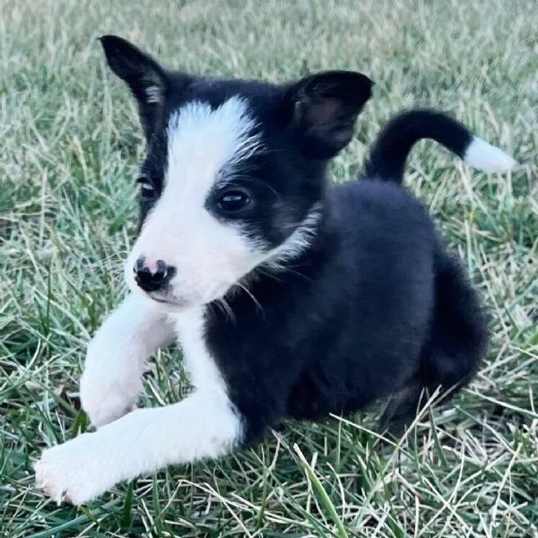 Border collie (cuccioli maschio e femmina)