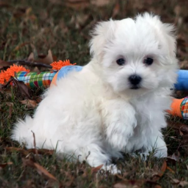 Maltese (cuccioli maschio e femmina)