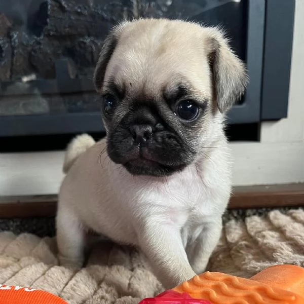 Carlino (Pug) (cuccioli maschio e femmina) | Foto 0