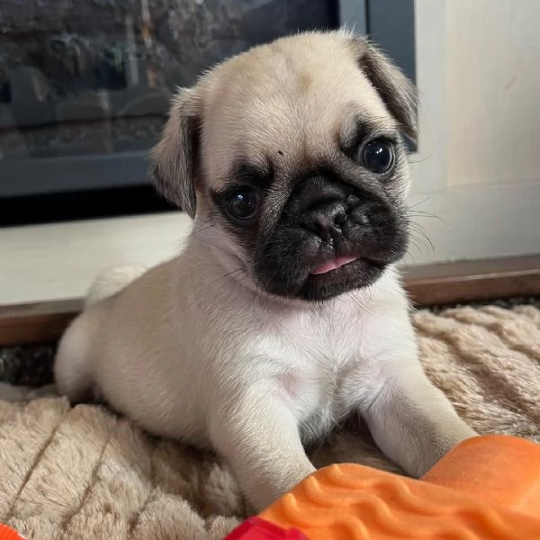 Carlino (Pug) (cuccioli maschio e femmina)