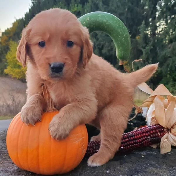 Golden Retriever (cuccioli maschio e femmina)