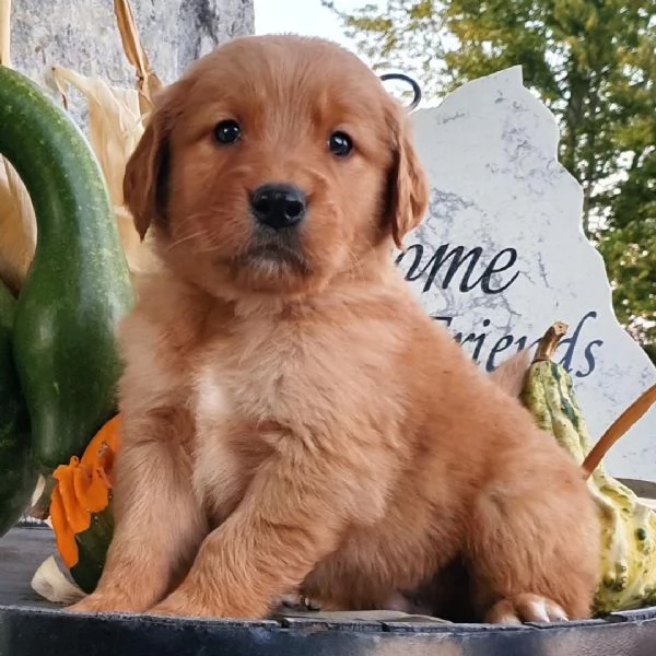 Golden Retriever (cuccioli maschio e femmina) | Foto 0