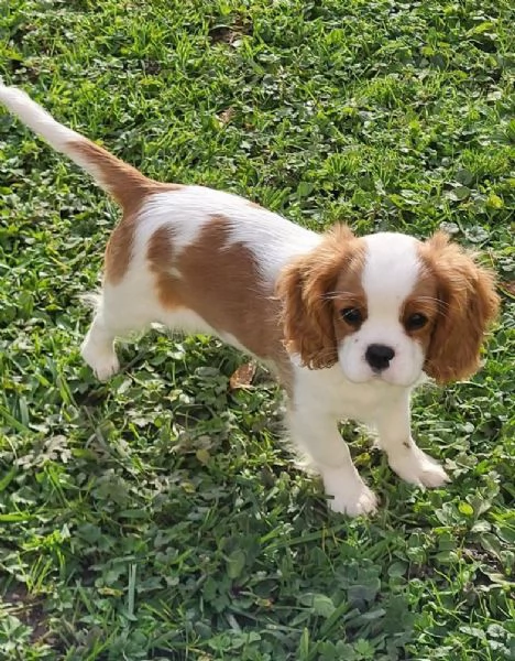 Cavalier King Charles (cuccioli maschio e femmina)