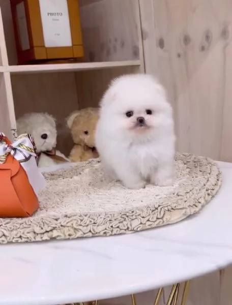 Volpino Pomeranian (cuccioli maschio e femmina)