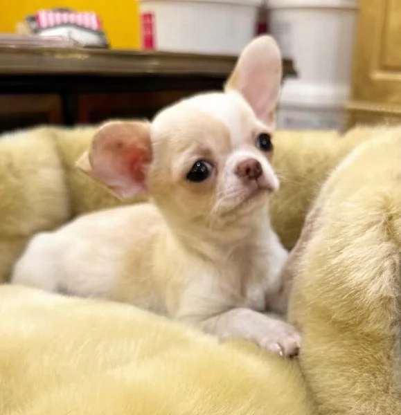 Chihuahua Toy (cuccioli maschio e femmina)