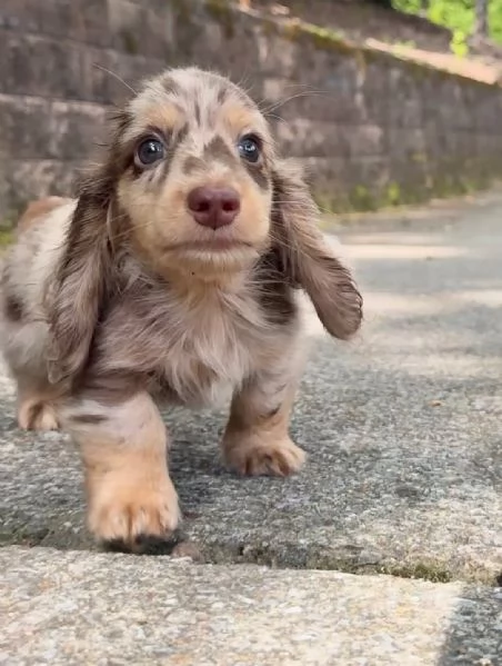 cuccioli di daschound mini pronti per una nuova casa | Foto 2