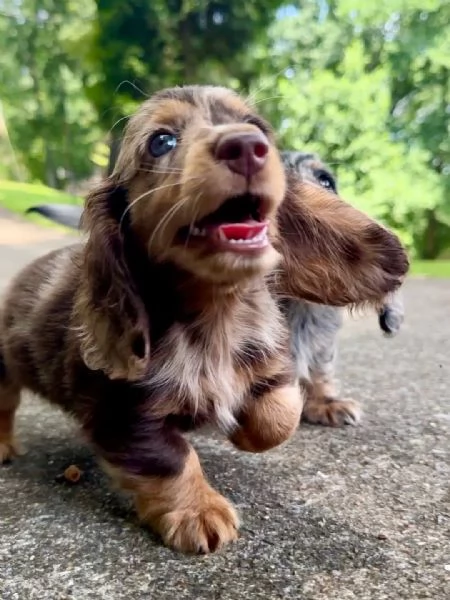 cuccioli di daschound mini pronti per una nuova casa | Foto 1