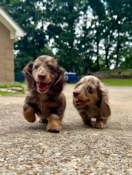 cuccioli di daschound mini pronti per una nuova casa | Foto 0