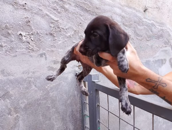 Vendesi cuccioli di drahthaar 
