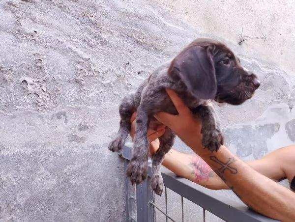 Vendesi cuccioli di drahthaar  | Foto 6