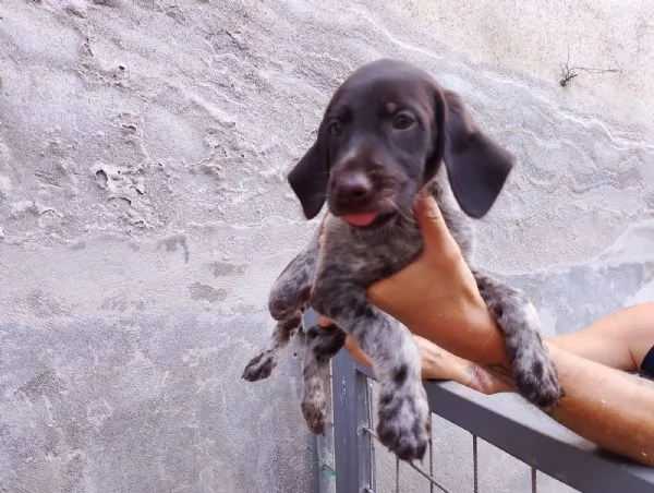 Vendesi cuccioli di drahthaar  | Foto 5