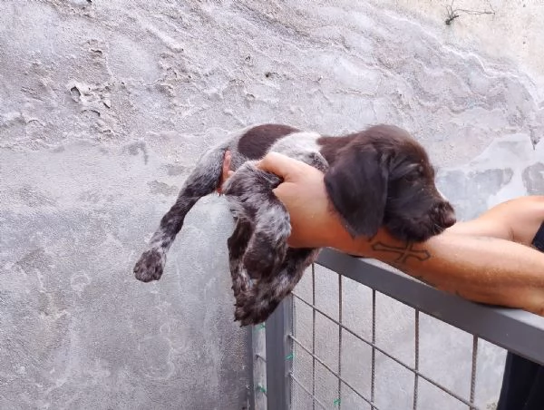 Vendesi cuccioli di drahthaar  | Foto 4