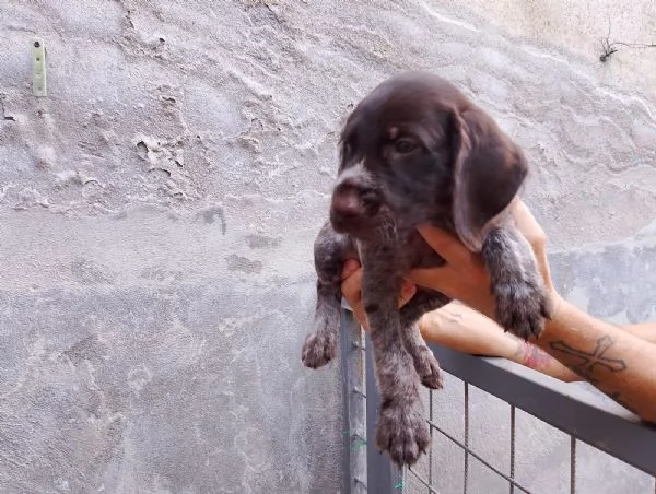 Vendesi cuccioli di drahthaar  | Foto 3