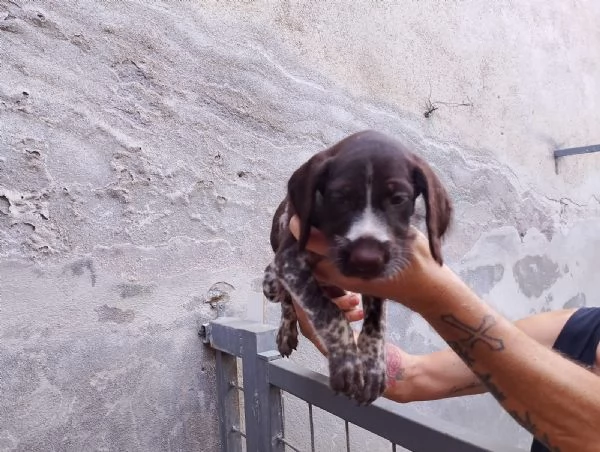 Vendesi cuccioli di drahthaar  | Foto 2