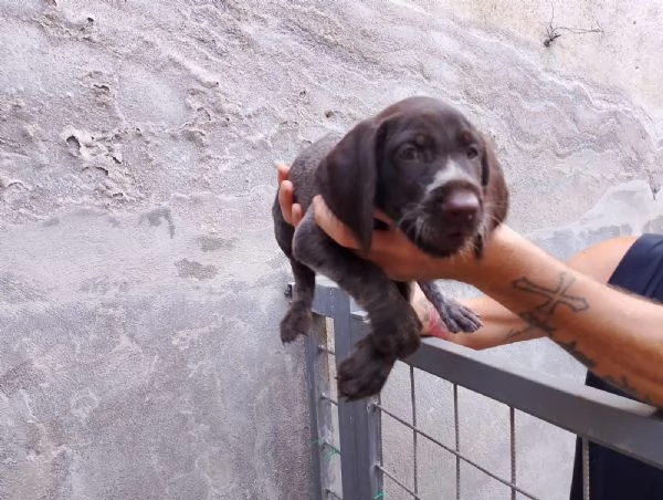 Vendesi cuccioli di drahthaar  | Foto 1