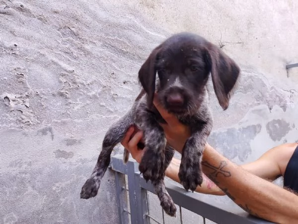 Vendesi cuccioli di drahthaar  | Foto 0