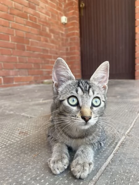 Gattina cerca casa