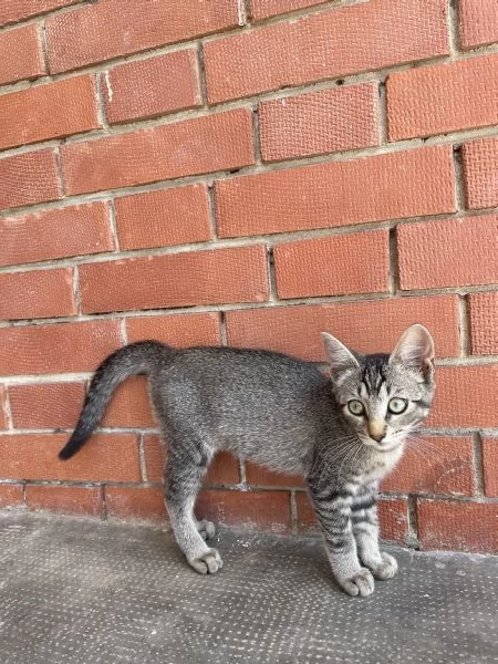 Gattina cerca casa | Foto 2