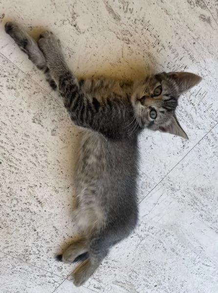 Gattina cerca casa | Foto 1