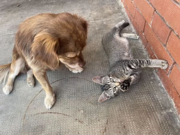 Gattina cerca casa | Foto 0