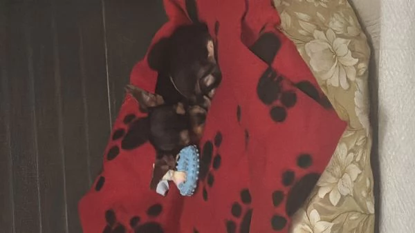 Chihuahua toy