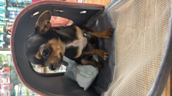Chihuahua toy | Foto 2